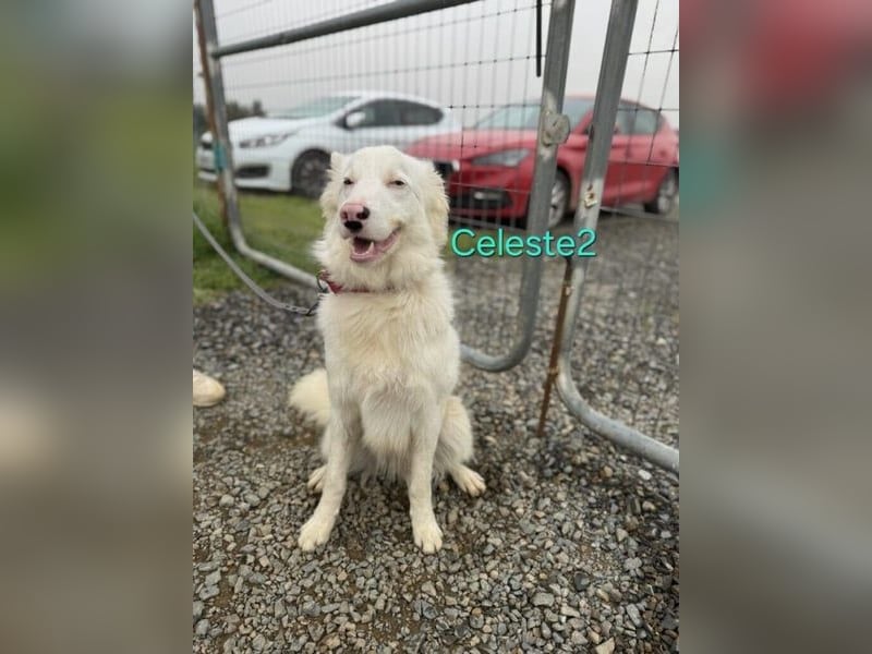 DRINGEND! Celeste2 geb. 01/2024 (ESP) - besonderer Border Collie sucht besondere Menschen!