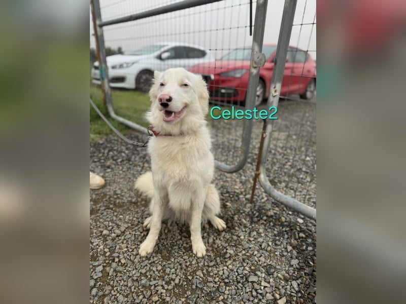 DRINGEND! Celeste2 geb. 01/2024 (ESP) - besonderer Border Collie sucht besondere Menschen!