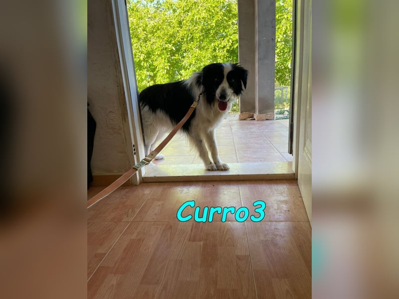 Curro3 geb. 05/2019 (ESP) - liebenswerter, arbeitswilliger Traumhund sucht sein Zuhause!