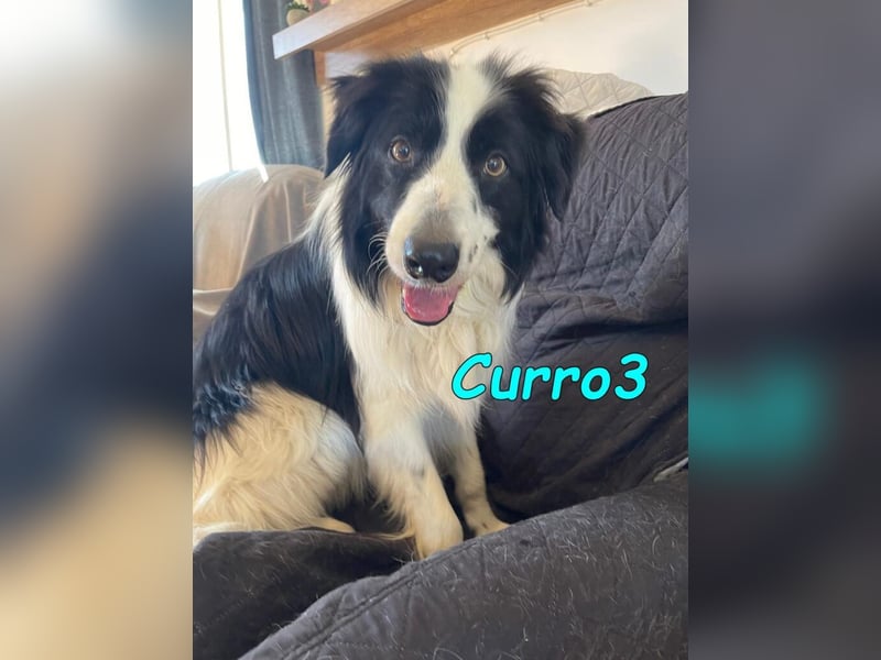 Curro3 geb. 05/2019 (ESP) - liebenswerter, arbeitswilliger Traumhund sucht sein Zuhause!
