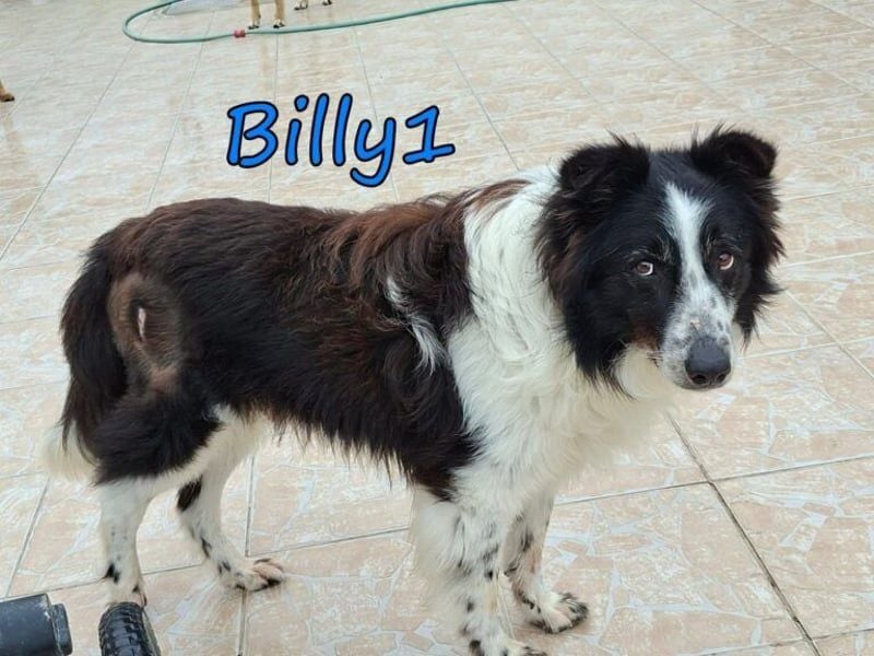 Billy1 geb. 01/2020 (GRC) - menschenbezogener, freundlicher und anhänglicher Border Collie!