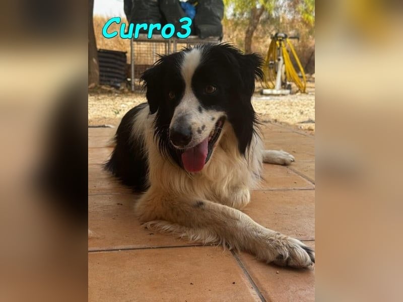 Curro3 geb. 05/2019 (ESP) - liebenswerter, arbeitswilliger Traumhund sucht sein Zuhause!
