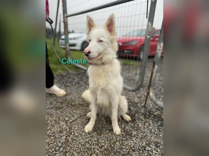 Celeste geb. 01/2024 (ESP) - besonderer Border Collie sucht besondere Menschen!