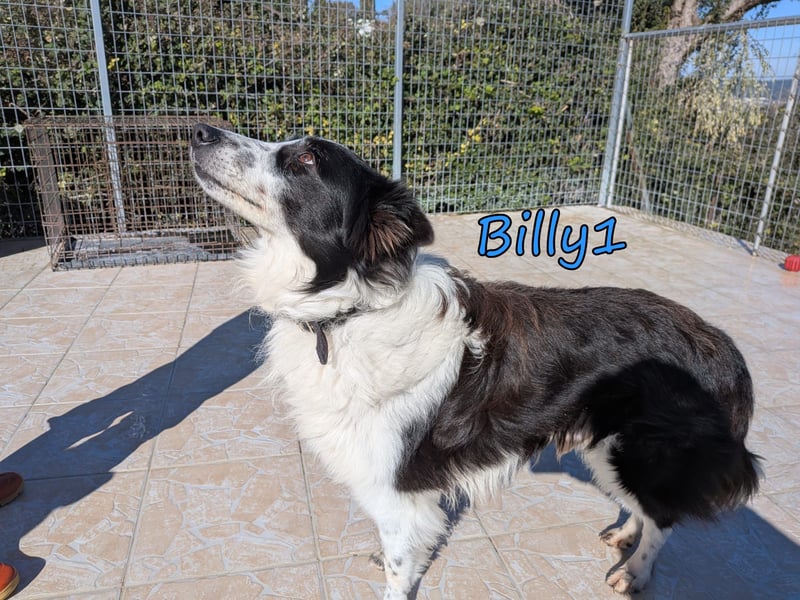 Billy1 geb. 01/2020 (GRC) - menschenbezogener, freundlicher und anhänglicher Border Collie!