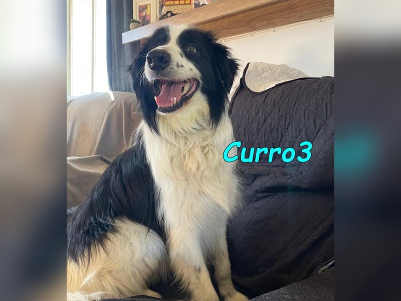 Curro3 geb. 05/2019 (ESP) - liebenswerter, arbeitswilliger Traumhund sucht sein Zuhause!