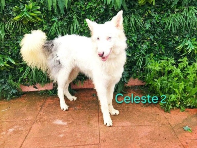 DRINGEND! Celeste2 geb. 01/2024 (ESP) - besonderer Border Collie sucht besondere Menschen!