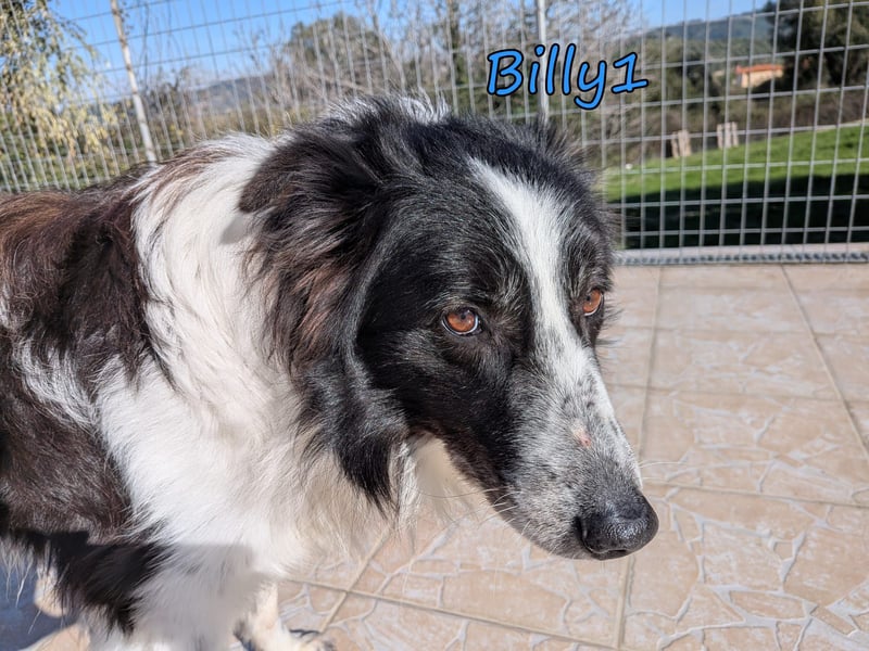Billy1 geb. 01/2020 (GRC) - menschenbezogener, freundlicher und anhänglicher Border Collie!