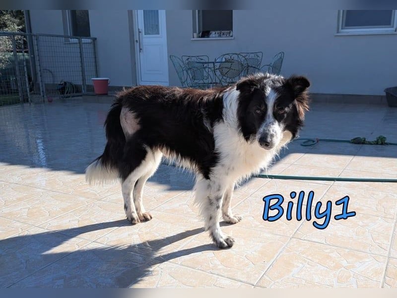 Billy1♥️geb. 01/2020 (GRC) - menschenbezogener, freundlicher und anhänglicher Border Collie!