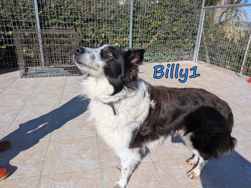 Billy1 geb. 01/2020 (GRC) - menschenbezogener, freundlicher und anhänglicher Border Collie!