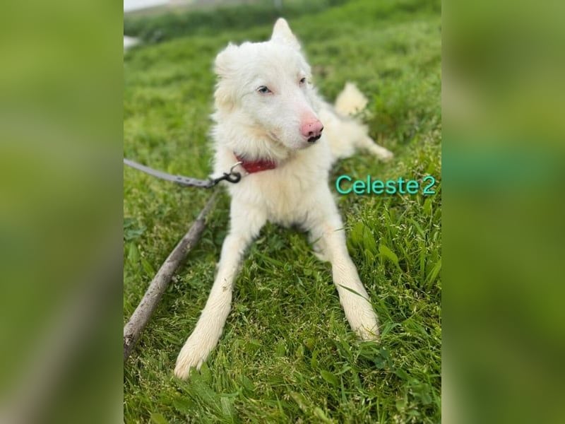 DRINGEND! Celeste2 geb. 01/2024 (ESP) - besonderer Border Collie sucht besondere Menschen!