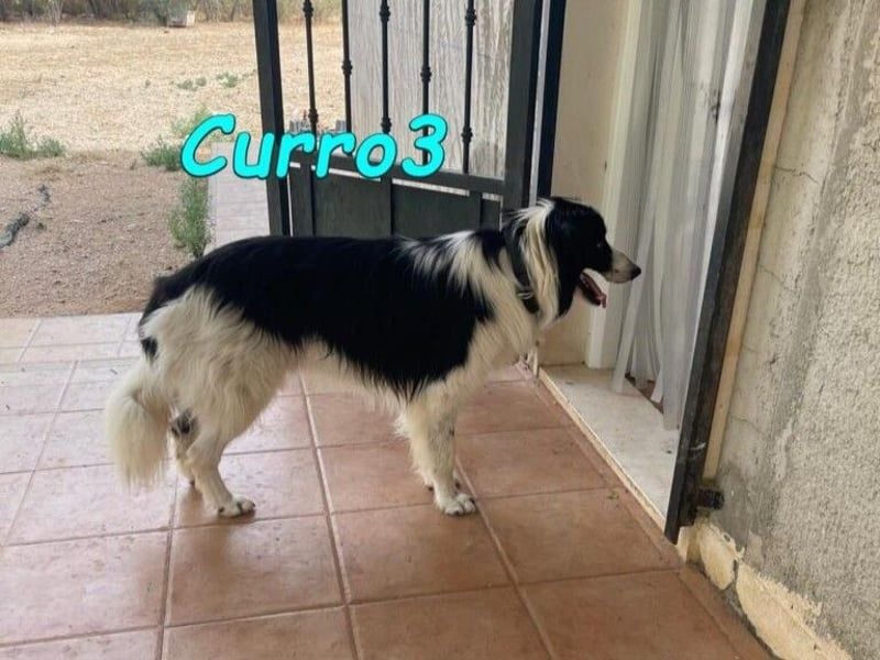 Curro3 geb. 05/2019 (ESP) - liebenswerter, arbeitswilliger Traumhund sucht sein Zuhause!