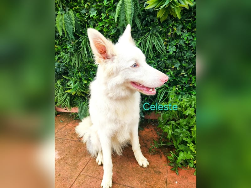 Celeste geb. 01/2024 (ESP) - besonderer Border Collie sucht besondere Menschen!