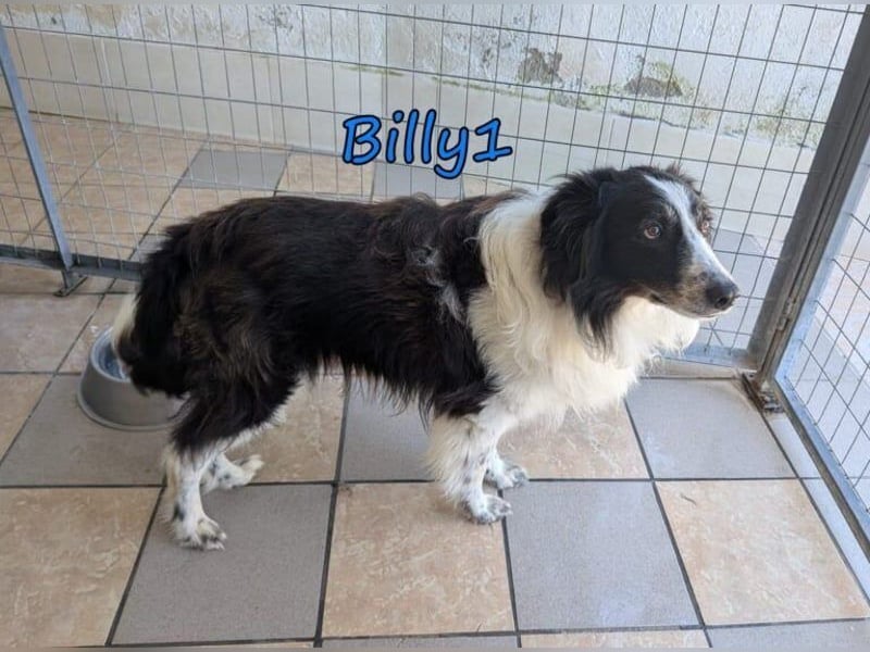 Billy1♥️geb. 01/2020 (GRC) - menschenbezogener, freundlicher und anhänglicher Border Collie!