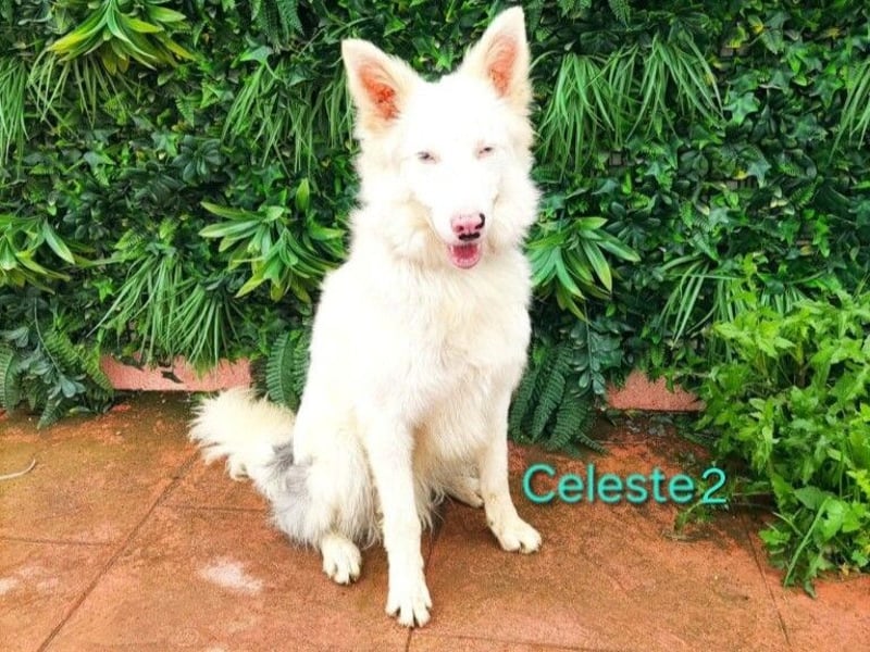 DRINGEND! Celeste2 geb. 01/2024 (ESP) - besonderer Border Collie sucht besondere Menschen!