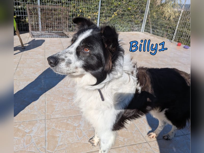 Billy1 geb. 01/2020 (GRC) - menschenbezogener, freundlicher und anhänglicher Border Collie!