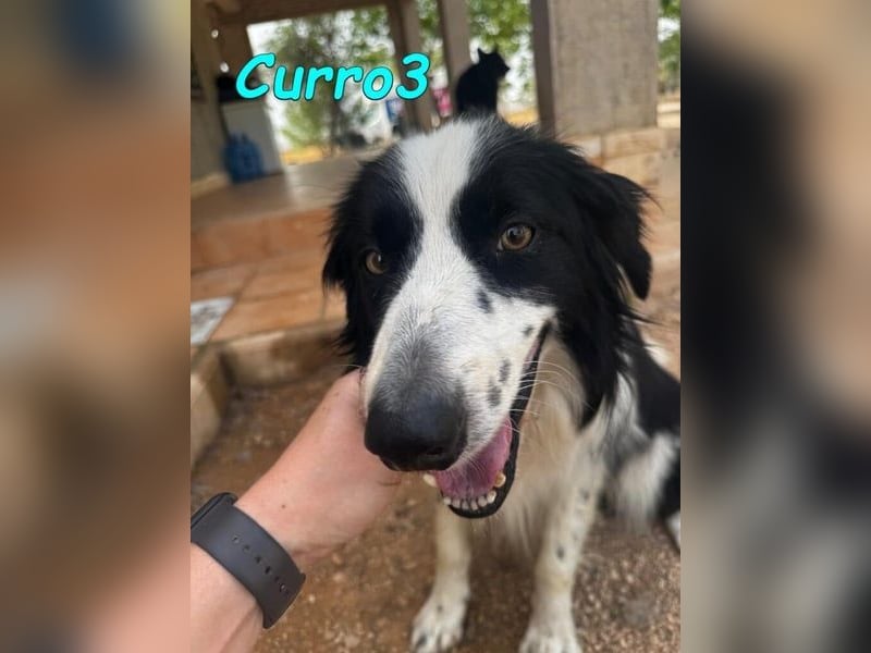 Curro3 geb. 05/2019 (ESP) - liebenswerter, arbeitswilliger Traumhund sucht sein Zuhause!