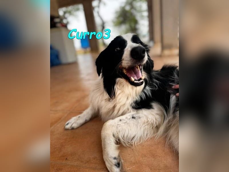 Curro3 geb. 05/2019 (ESP) - liebenswerter, arbeitswilliger Traumhund sucht sein Zuhause!