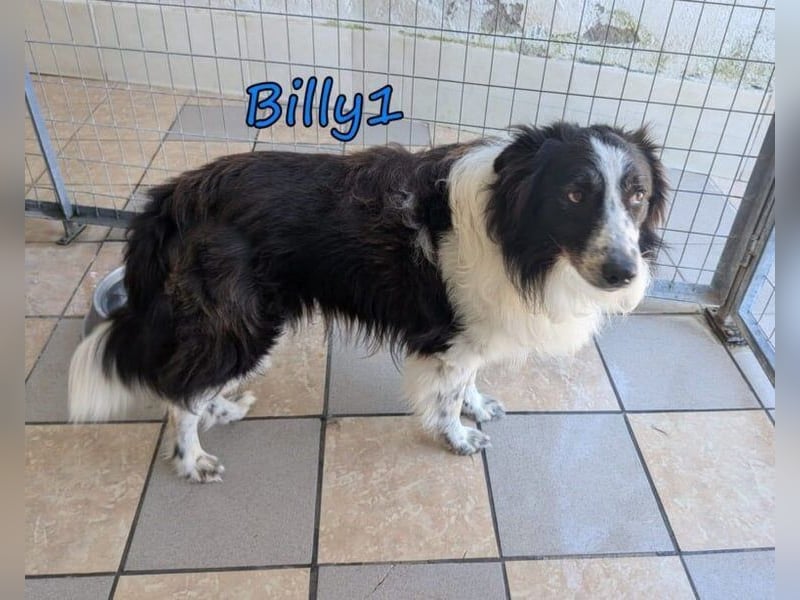 Billy1♥️geb. 01/2020 (GRC) - menschenbezogener, freundlicher und anhänglicher Border Collie!