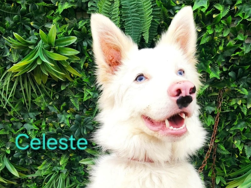 Celeste geb. 01/2024 (ESP) - besonderer Border Collie sucht besondere Menschen!