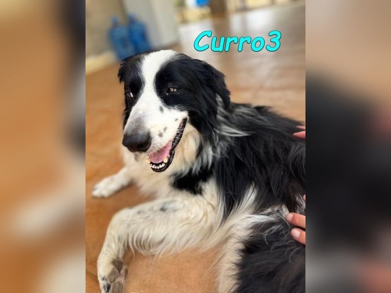 Curro3 geb. 05/2019 (ESP) - liebenswerter, arbeitswilliger Traumhund sucht sein Zuhause!