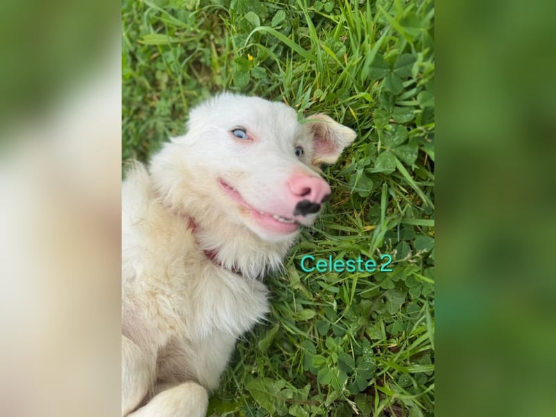 DRINGEND! Celeste2 geb. 01/2024 (ESP) - besonderer Border Collie sucht besondere Menschen!