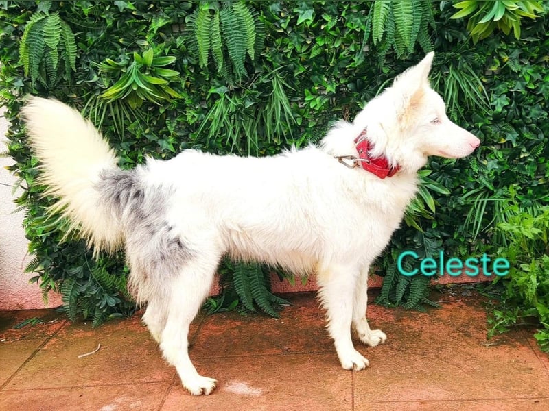 Celeste geb. 01/2024 (ESP) - besonderer Border Collie sucht besondere Menschen!