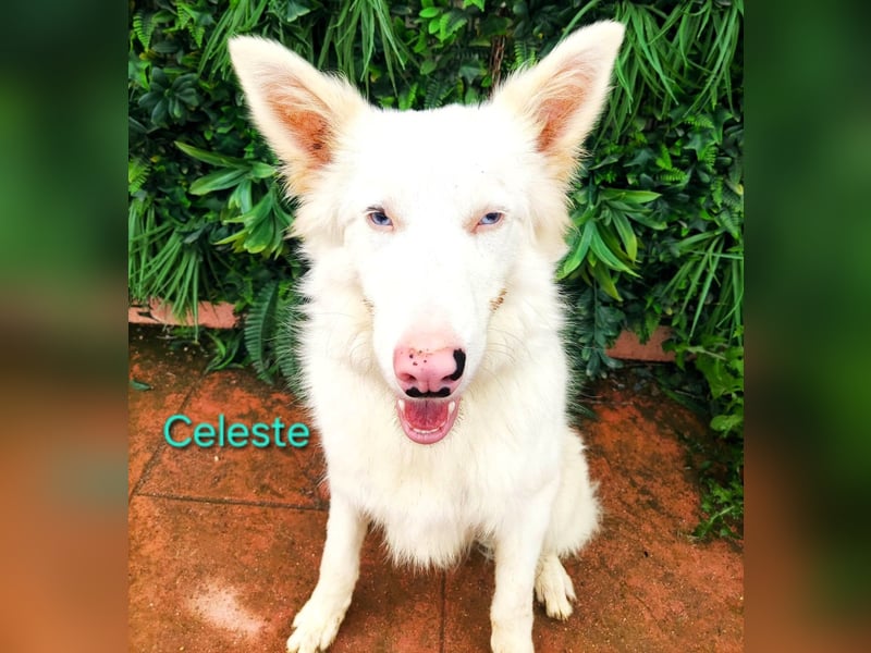 Celeste geb. 01/2024 (ESP) - besonderer Border Collie sucht besondere Menschen!