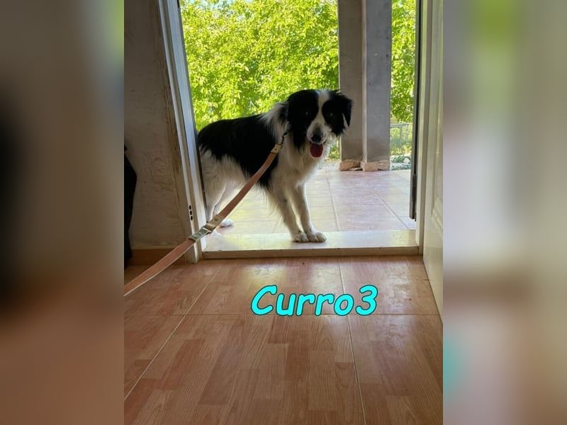 Curro3 geb. 05/2019 (ESP) - liebenswerter, arbeitswilliger Traumhund sucht sein Zuhause!