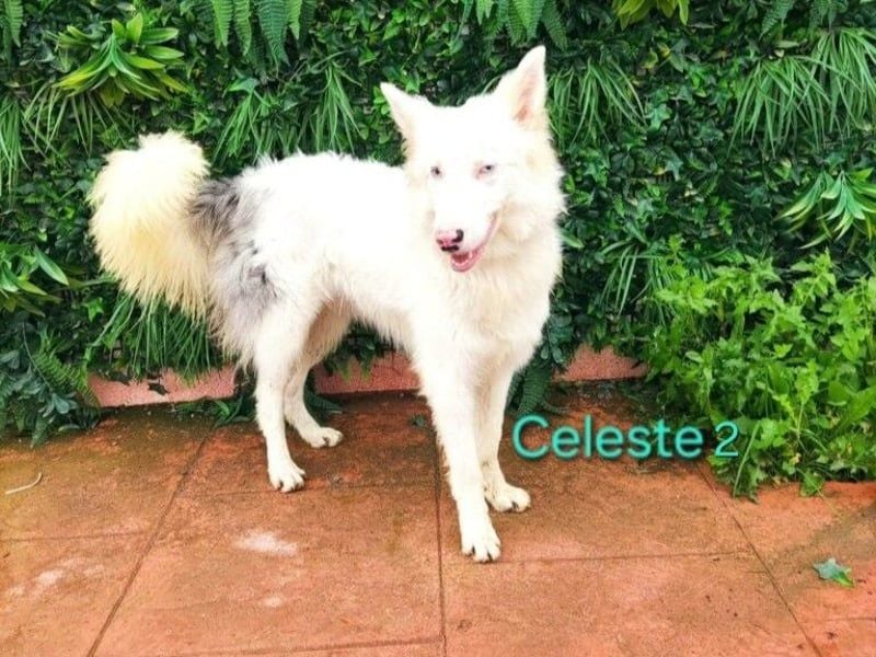 DRINGEND! Celeste2 geb. 01/2024 (ESP) - besonderer Border Collie sucht besondere Menschen!
