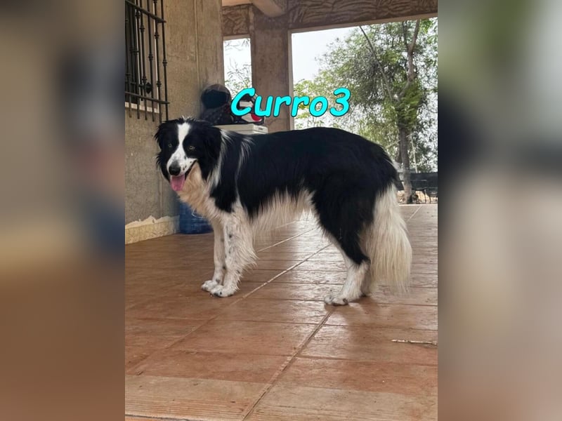 Curro3 geb. 05/2019 (ESP) - liebenswerter, arbeitswilliger Traumhund sucht sein Zuhause!
