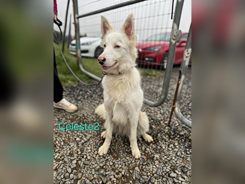 DRINGEND! Celeste2 geb. 01/2024 (ESP) - besonderer Border Collie sucht besondere Menschen!
