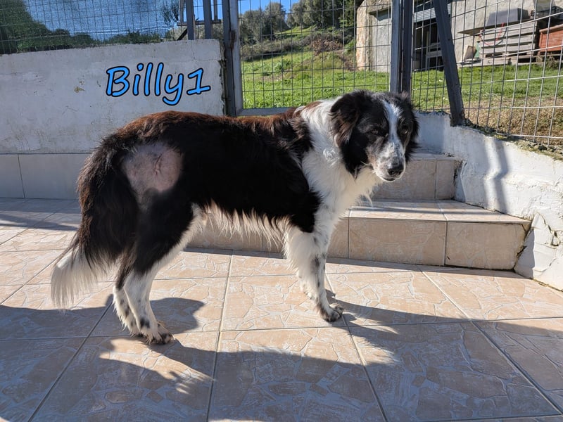Billy1 geb. 01/2020 (GRC) - menschenbezogener, freundlicher und anhänglicher Border Collie!