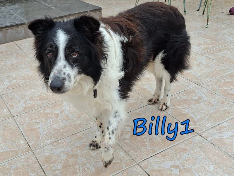 Billy1 geb. 01/2020 (GRC) - menschenbezogener, freundlicher und anhänglicher Border Collie!