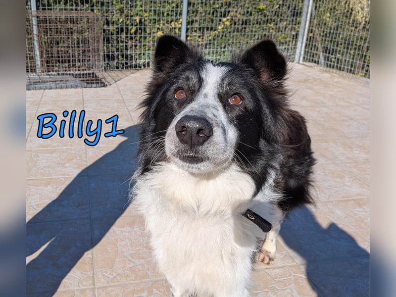 Billy1 geb. 01/2020 (GRC) - menschenbezogener, freundlicher und anhänglicher Border Collie!