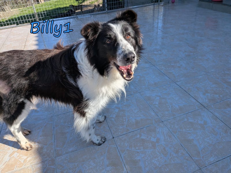 Billy1 geb. 01/2020 (GRC) - menschenbezogener, freundlicher und anhänglicher Border Collie!