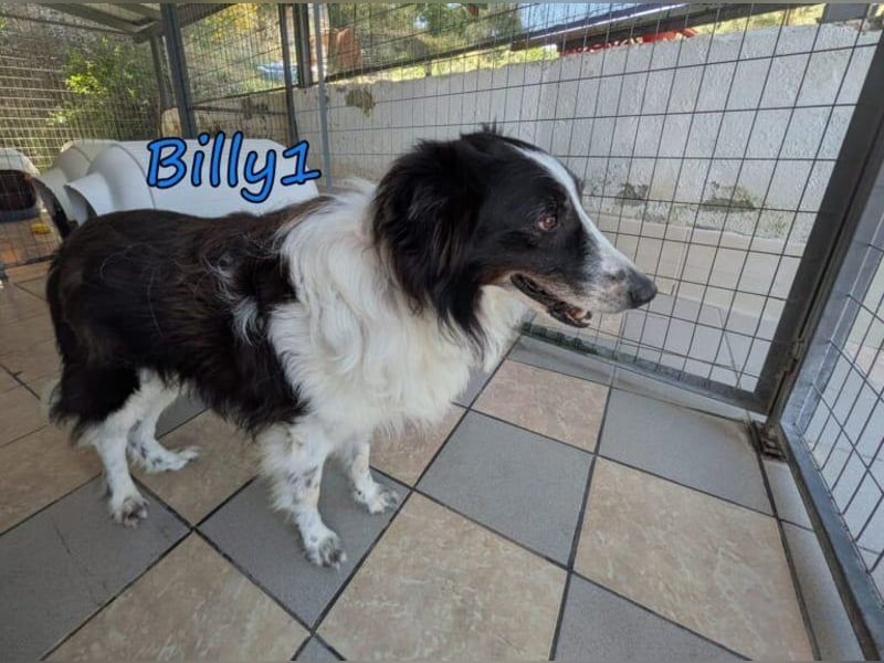 Billy1♥️geb. 01/2020 (GRC) - menschenbezogener, freundlicher und anhänglicher Border Collie!