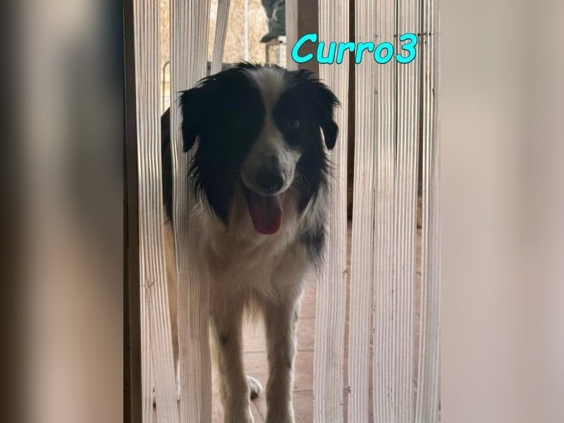 Curro3 geb. 05/2019 (ESP) - liebenswerter, arbeitswilliger Traumhund sucht sein Zuhause!