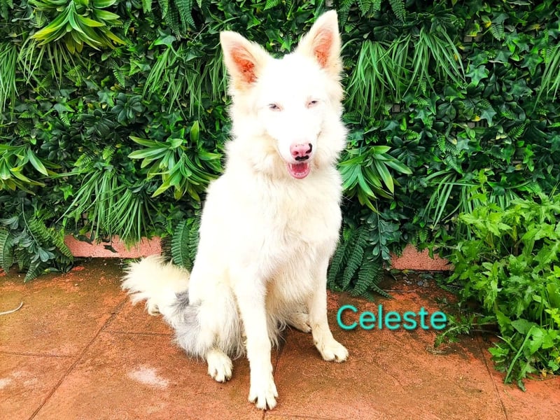 Celeste geb. 01/2024 (ESP) - besonderer Border Collie sucht besondere Menschen!