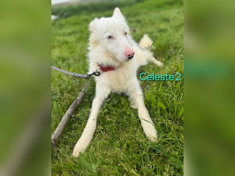 DRINGEND! Celeste2 geb. 01/2024 (ESP) - besonderer Border Collie sucht besondere Menschen!