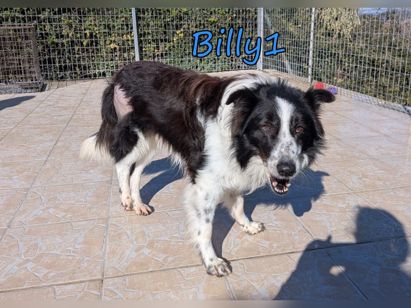 Billy1 geb. 01/2020 (GRC) - menschenbezogener, freundlicher und anhänglicher Border Collie!