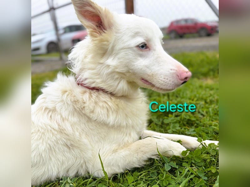 Celeste geb. 01/2024 (ESP) - besonderer Border Collie sucht besondere Menschen!