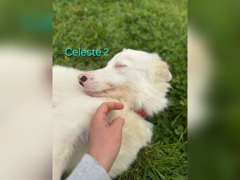 DRINGEND! Celeste2 geb. 01/2024 (ESP) - besonderer Border Collie sucht besondere Menschen!