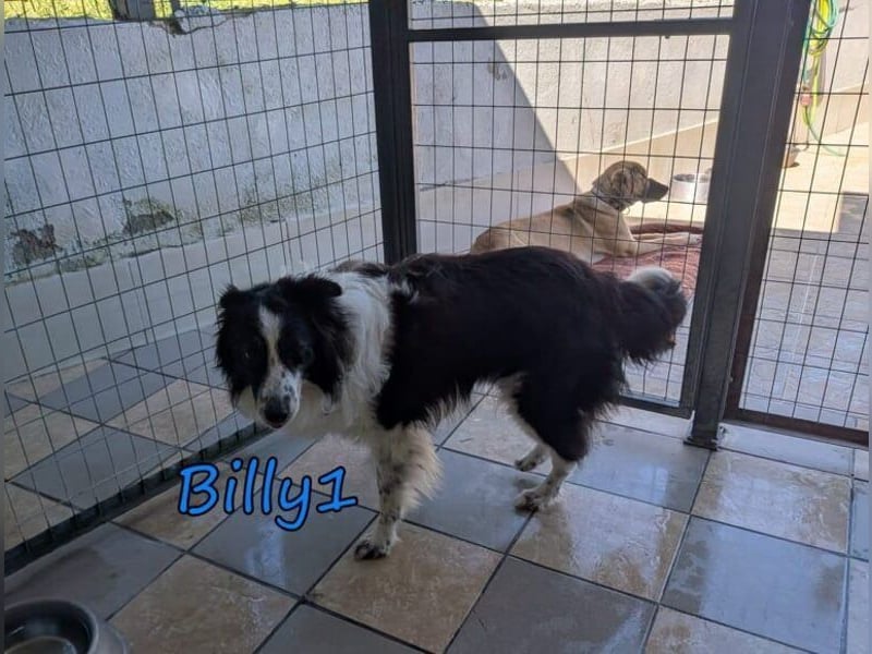 Billy1♥️geb. 01/2020 (GRC) - menschenbezogener, freundlicher und anhänglicher Border Collie!