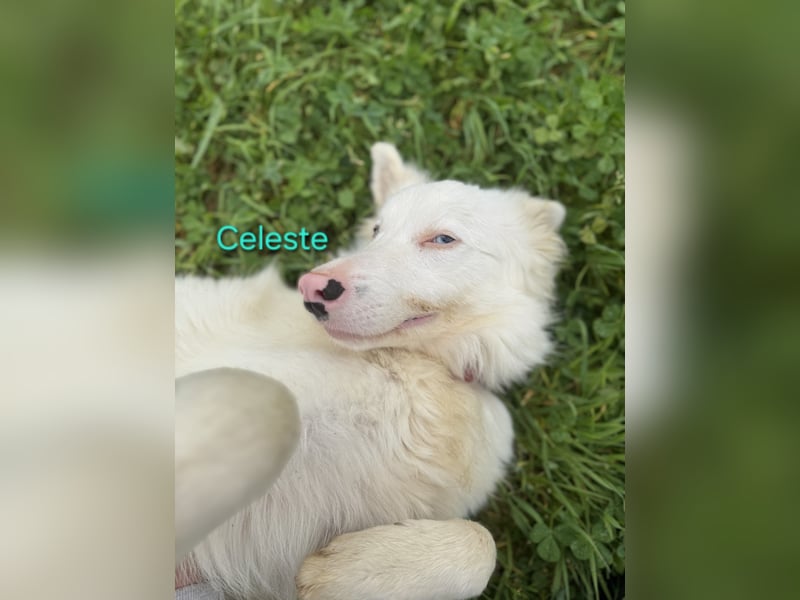 Celeste geb. 01/2024 (ESP) - besonderer Border Collie sucht besondere Menschen!