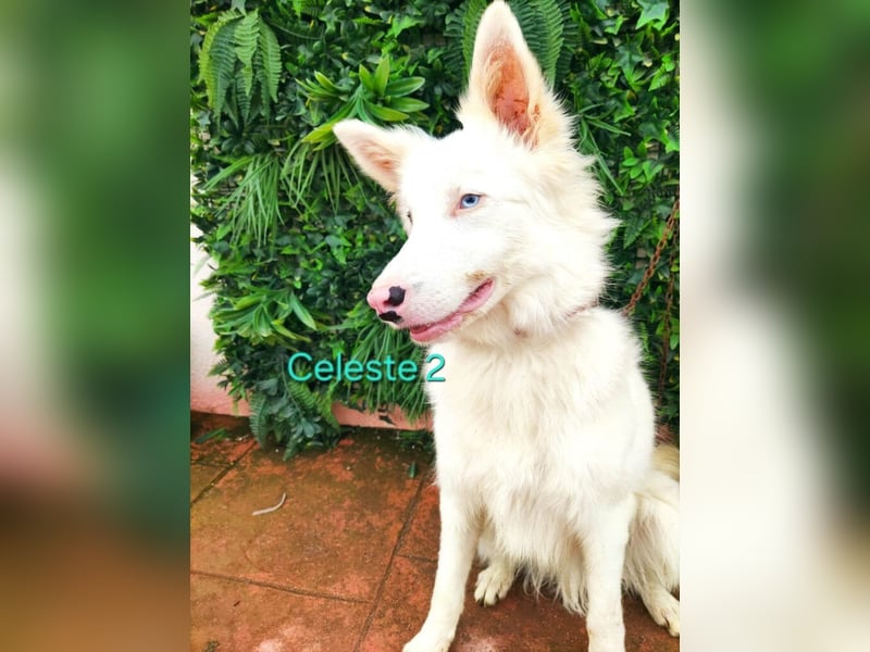 DRINGEND! Celeste2 geb. 01/2024 (ESP) - besonderer Border Collie sucht besondere Menschen!