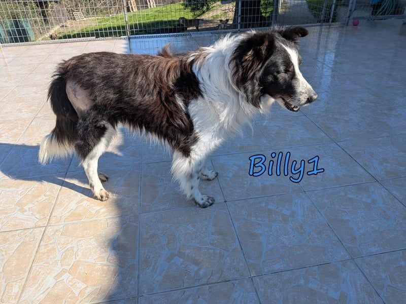 Billy1♥️geb. 01/2020 (GRC) - menschenbezogener, freundlicher und anhänglicher Border Collie!