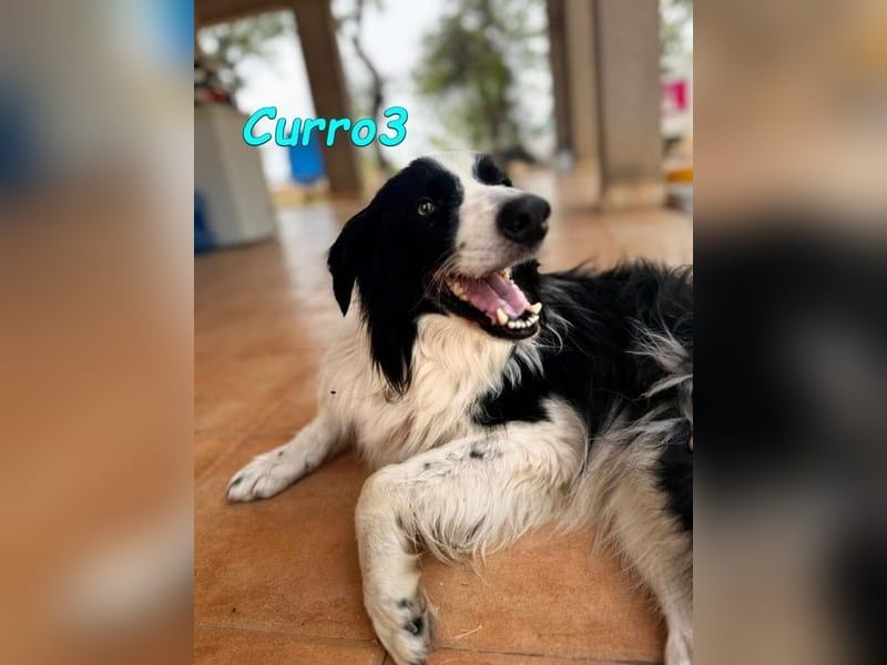 Curro3 geb. 05/2019 (ESP) - liebenswerter, arbeitswilliger Traumhund sucht sein Zuhause!