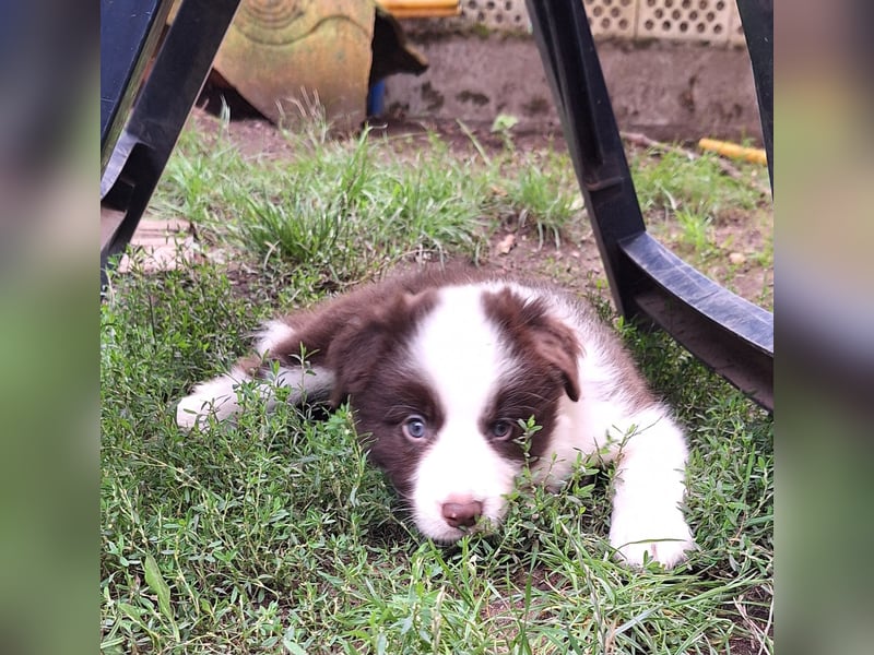 FCI/VDH/CfBrH Border Collies