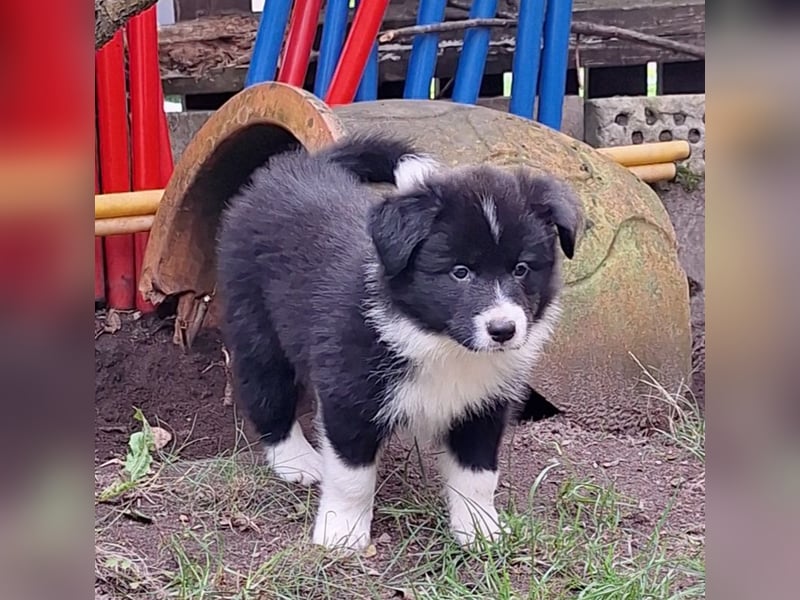 FCI/VDH/CfBrH Border Collies