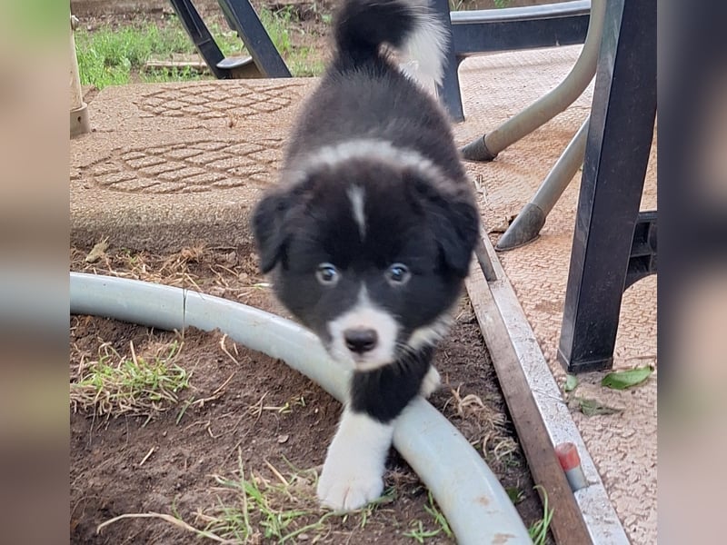 FCI/VDH/CfBrH Border Collies